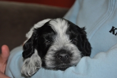 Jari als pup