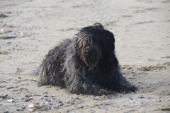 Texel jan 2019