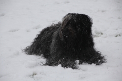 Sneeuw jan 2019
