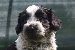 Jari pup