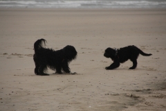 Spelen met Joey op Texel jan 2017