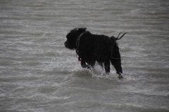 Jikke Texel jan 2018 (zelfs met storm is rennen in het water leuk)