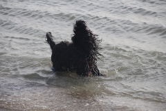Badderen bij Texel jan 2019