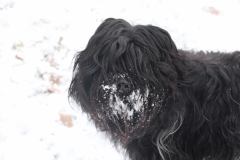 Jikke sneeuw jan 2019