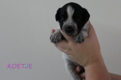 3-koetje-2D
