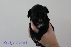 5-zwart-2D