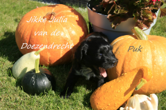 Jikke-Julia
