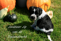 Jonkheer-Jip