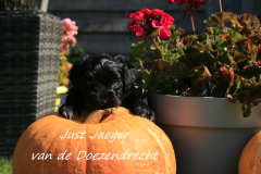 Just-Jaeger