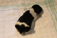 Reu-2-zwarte-plaat